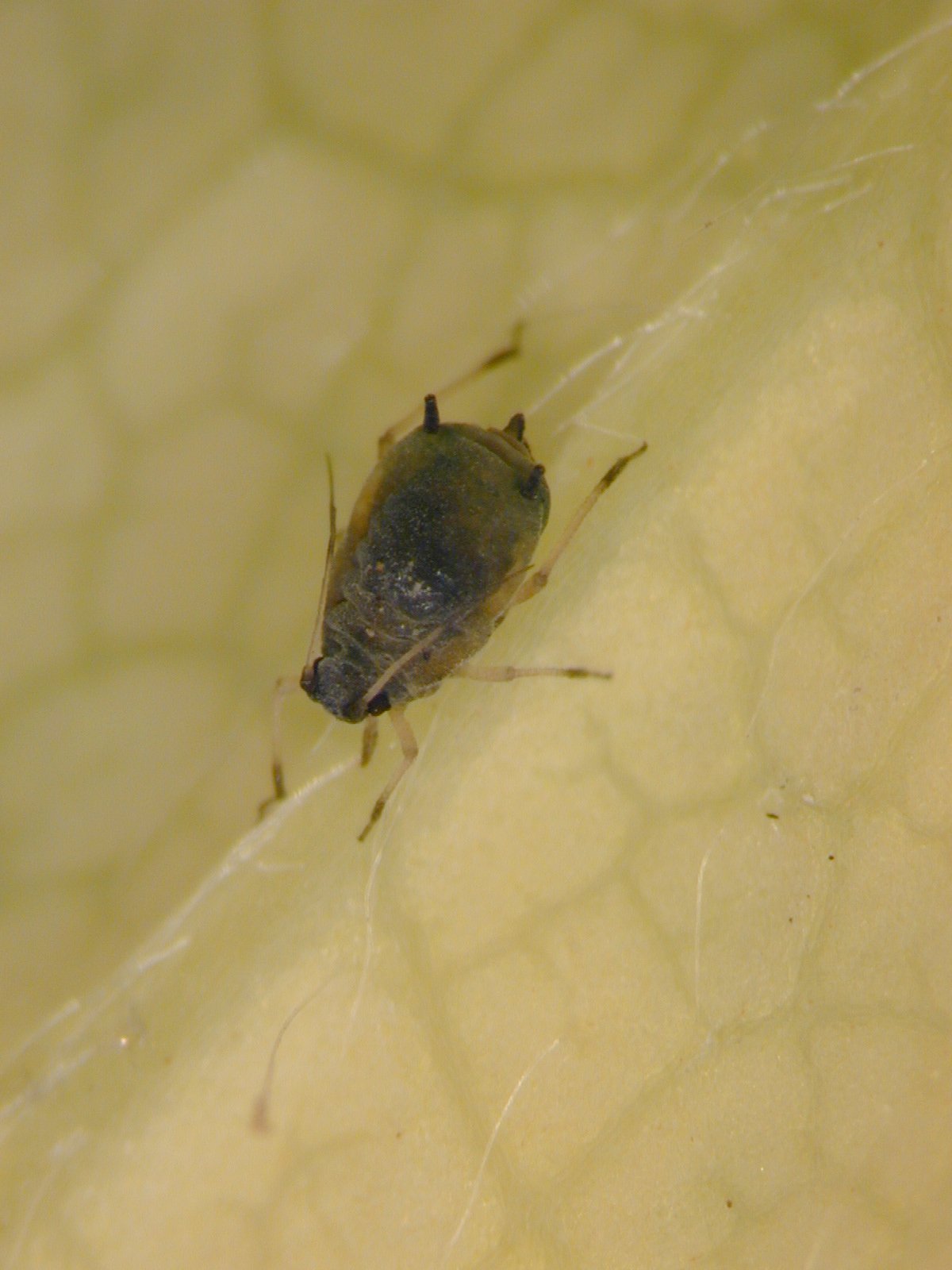 Close-up of melon and cotton aphid. Copyright NIAB EMR.